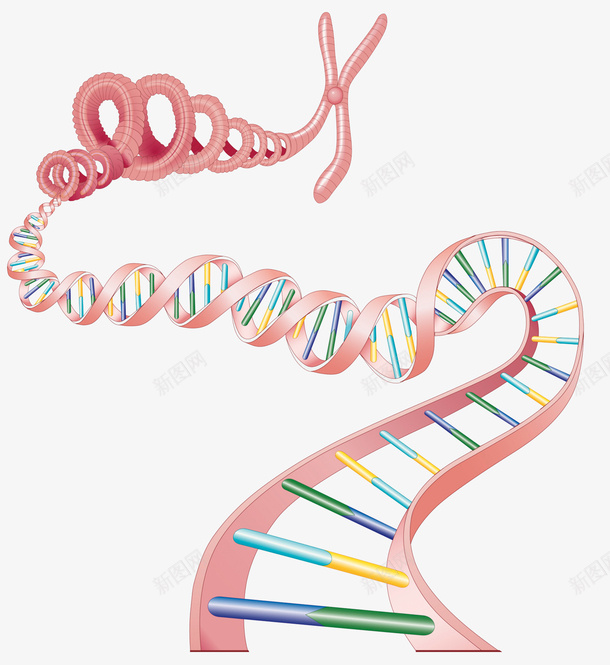 染色体遗传物质png免抠素材_新图网 https://ixintu.com 染色体 生物学 结构图 遗传物质