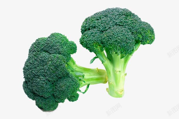 两个西兰花png免抠素材_新图网 https://ixintu.com png图片 两个高清西兰花 产品实物 时令蔬菜 绿色食品免费png 进口蔬菜