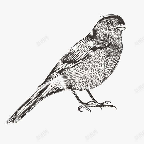 手绘动物png免抠素材_新图网 https://ixintu.com 动物 动物线描 小鸟 手绘 手绘动物 插画 素描 鸟类