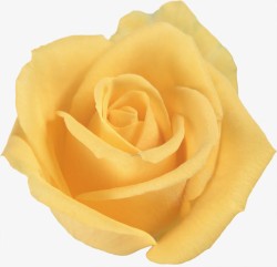 形状优美的黄玫瑰素材