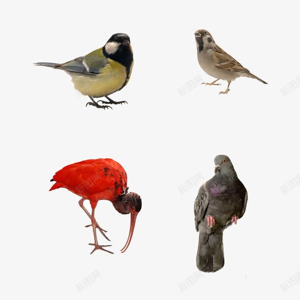 鸟类png免抠素材_新图网 https://ixintu.com 体表覆盖羽毛 卵生脊椎动物 飞翔