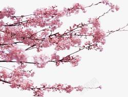 樱花盛开盛开的樱花高清图片
