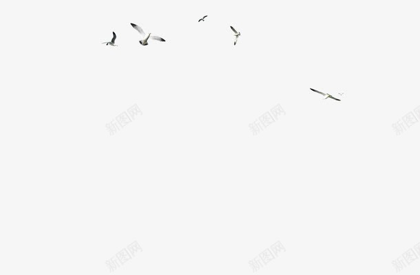 飞翔的海鸥png免抠素材_新图网 https://ixintu.com 海鸟 白色 背景 黑色翅膀