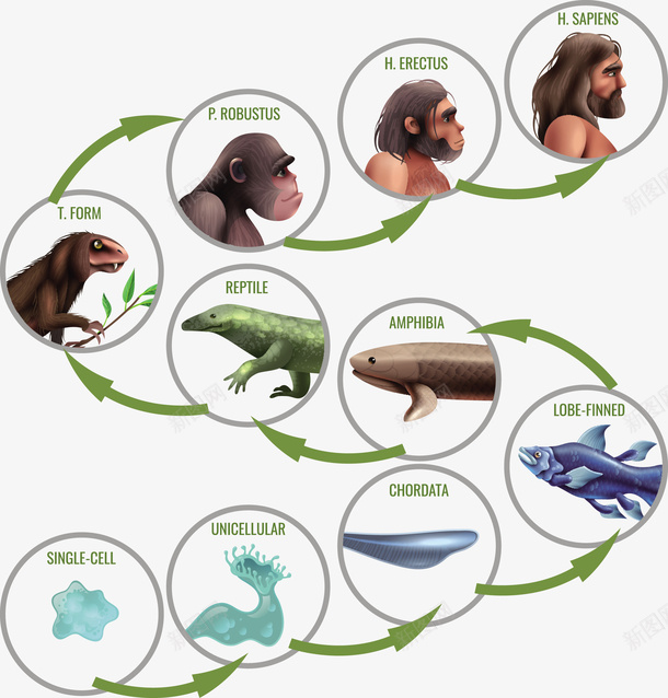 人鱼进化插画矢量图eps免抠素材_新图网 https://ixintu.com 人类 人鱼进化 矢量进化论 进化 进化PNG 进化论 矢量图