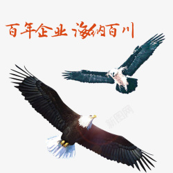 海纳百川飞翔的老鹰高清图片