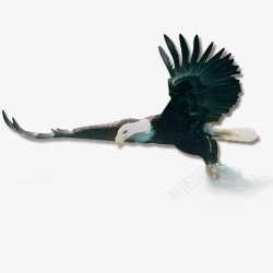 有趣动物雄鹰展翅高清图片