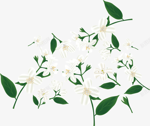 白色花朵png免抠素材_新图网 https://ixintu.com 浪漫茉莉 白色花朵 白花 矢量png 茉莉花 飘香茉莉