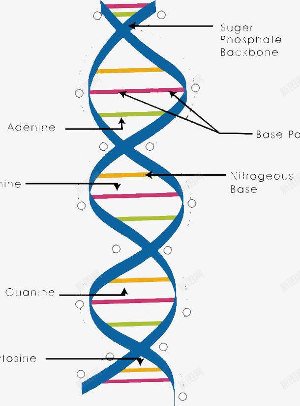 简约基因链图形png免抠素材_新图网 https://ixintu.com DNA鍙岃灪鏃 PPT鍏冪礌 瀹為獙 绉戠爺 鍒嗘瀽 鍩哄洜 鏋勯 閬椾紶