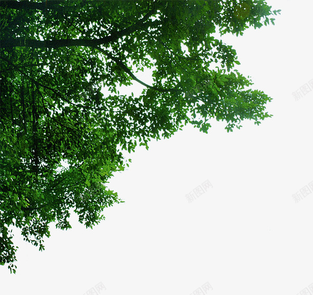 大树边角装饰png免抠素材_新图网 https://ixintu.com 大树 树木 植物 绿叶 茂盛的树