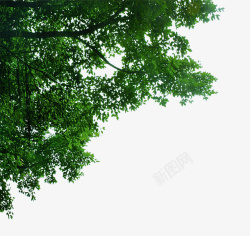 茂盛大树大树边角装饰高清图片