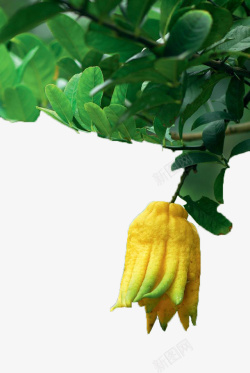 葫芦科藤蔓上的黄色佛手瓜高清图片