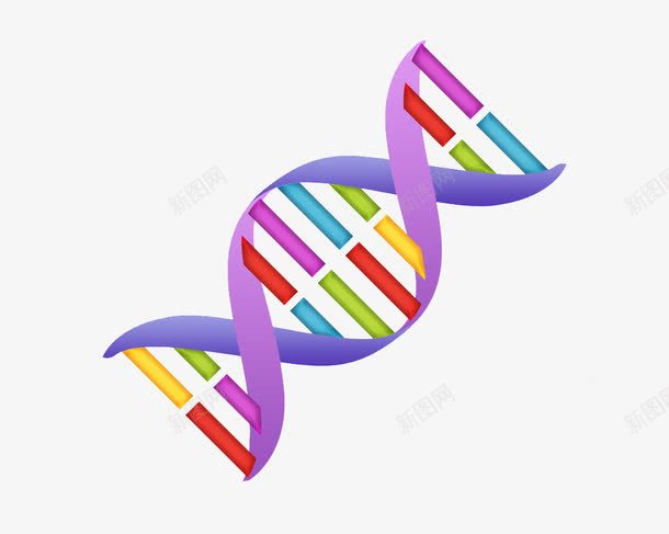 彩色DNA结构图png免抠素材_新图网 https://ixintu.com DNA 分子 彩色 结构图 螺旋