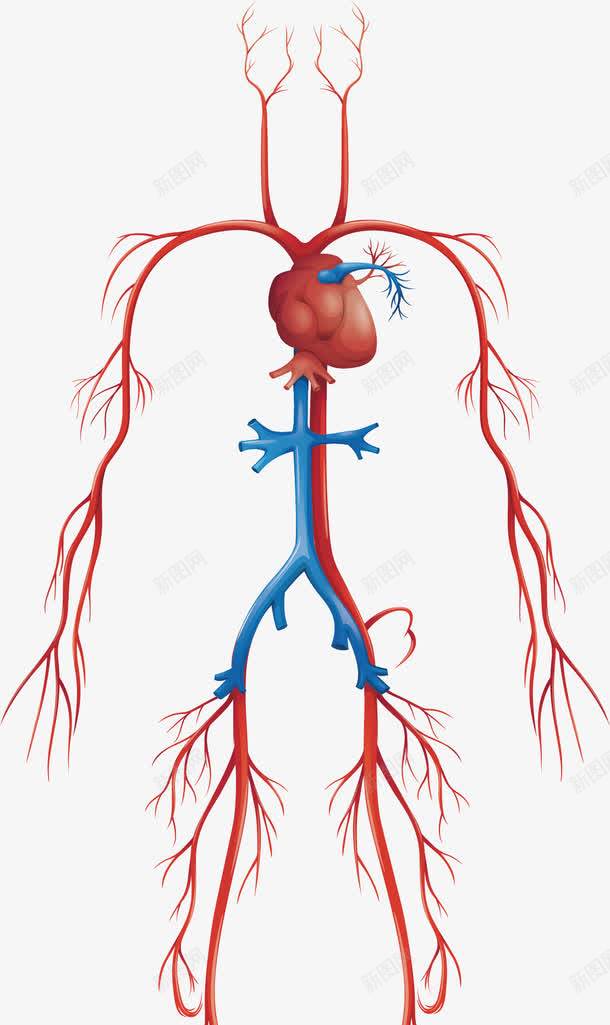 人体血液循环系统png免抠素材_新图网 https://ixintu.com 人体构造 人形轮廓 动静脉 血液循环 血液系统