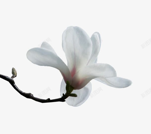 一朵白玉兰png免抠素材_新图网 https://ixintu.com 植物 白玉兰 白色 鲜花