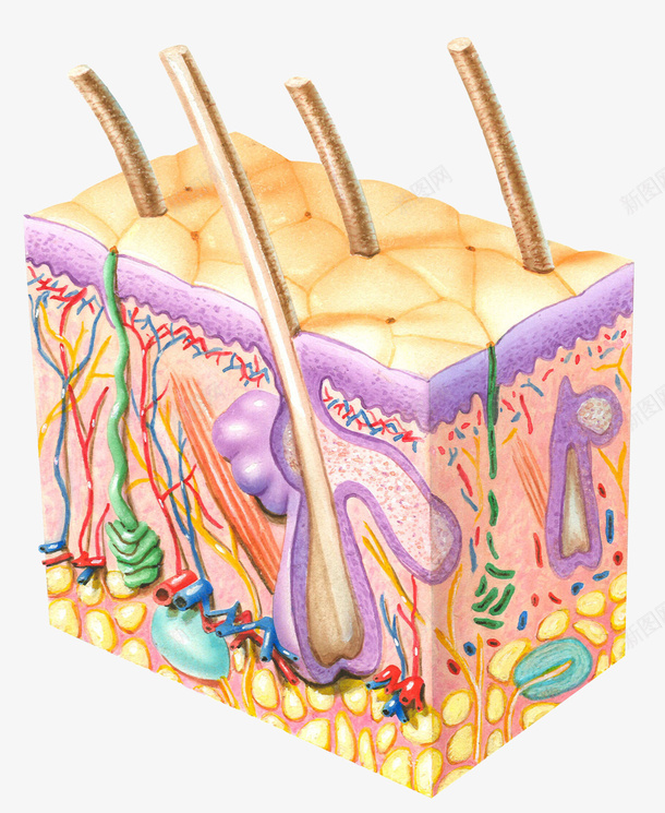 皮肤组织横断面插画png免抠素材_新图网 https://ixintu.com 人 免抠PNG 动脉 毛发 皮 皮肤 皮肤组织横断面插画 神经系统 腺血管 身体部位