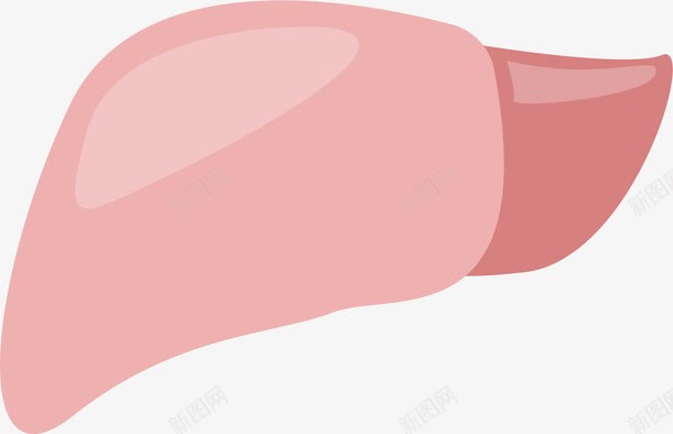 粉红色肝脏手绘图png免抠素材_新图网 https://ixintu.com 人体内脏 人体内脏器官 人体肝脏 内脏 内脏图 器官 手绘器官 粉红色