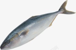细长尾巴短鳍深海鱼高清图片