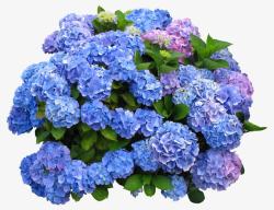 蓝色花簇素材
