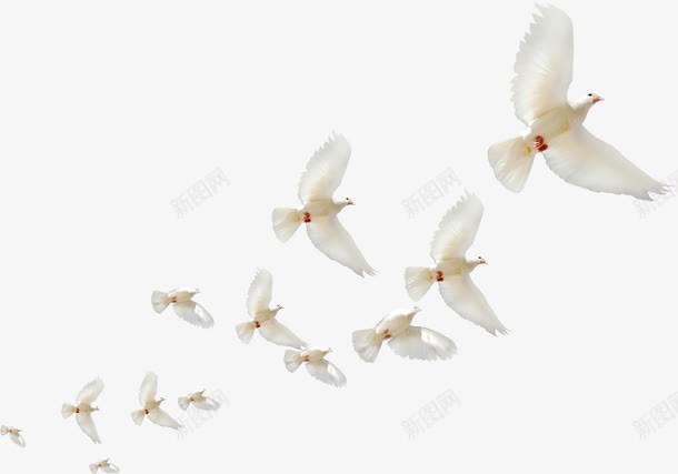 白色的和平鸽群背景png免抠素材_新图网 https://ixintu.com 和平 白色 素材 背景 鸽群
