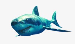 深海鲨鱼素材