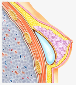 女性胸部医学插画素材