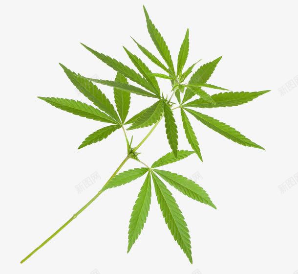 印度大麻枝叶png免抠素材_新图网 https://ixintu.com PNG图片 印度大麻枝叶 叶子 大麻 大麻叶 大麻叶子 实物