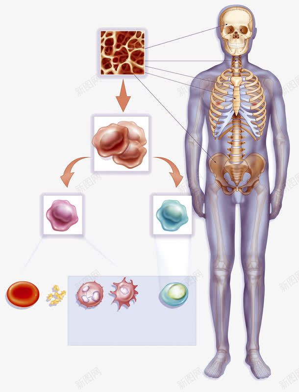 人体细胞生长分裂png免抠素材_新图网 https://ixintu.com 人体发育 干细胞 科学研究 细胞分裂