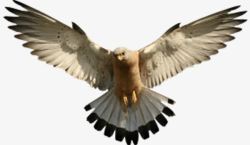 滑翔的张开翅膀的老鹰高清图片
