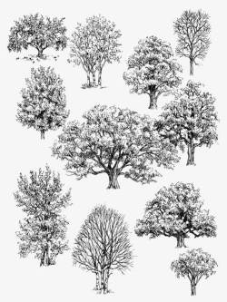 黑白大树素描小树高清图片