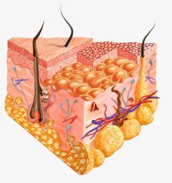皮肤层细胞结构皮肤结构生物学高清图片
