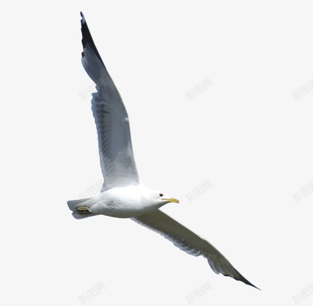 海鸥png免抠素材_新图网 https://ixintu.com 海面 海鸥图片 翱翔 飞翔的海鸥