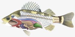 动物的内脏鱼类器官结构高清图片