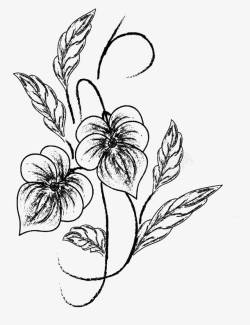 铅笔画树叶素描花卉高清图片