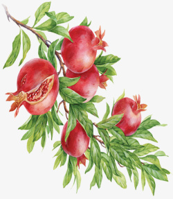 不同种类的叶子美味的红石榴简图高清图片