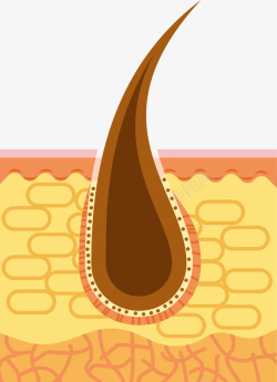 棕褐色头发发根解剖图矢量图高清图片