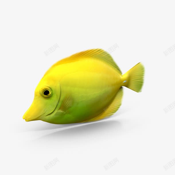 一只黄色的鱼png免抠素材_新图网 https://ixintu.com 咸水鱼 水族馆 海洋生物 热带鱼 热带鱼的一种 珊瑚礁鱼 自然动物 鱼 黄色的鱼