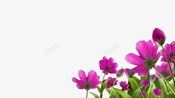 右下角花朵电脑屏幕png免抠素材_新图网 https://ixintu.com 下方角落的花朵 右下角 屏幕保护 淡雅花朵 紫色花 美丽的花朵屏保