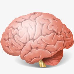 脑花png免抠素材_新图网 https://ixintu.com 人脑 模型 脑子 脑浆 脑花