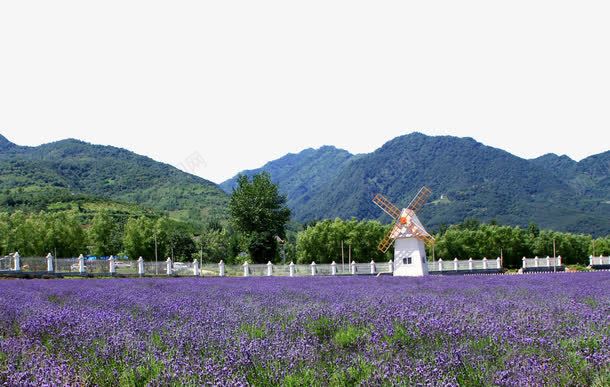 郊外薰衣草庄园png免抠素材_新图网 https://ixintu.com 普罗旺斯熏衣草 梦幻熏衣草 浪漫熏衣草婚纱基地 熏衣草 紫色梦幻 自然风景摄影