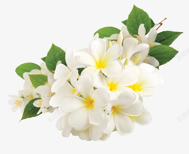 植物白色花朵树叶卡通形状png免抠素材_新图网 https://ixintu.com 卡通 形状 树叶 植物 白色 花朵
