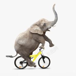 表演大象骑自行车的大象高清图片