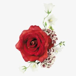 深红色玫瑰花深红色玫瑰花高清图片