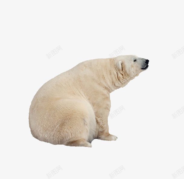 北极熊png免抠素材_新图网 https://ixintu.com 动物 北极熊 坐着的北极熊 熊 狗熊 生物 白熊 行走的熊 野生动物