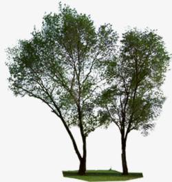 指纹树效果杨树绿树景观树效果贴图高清图片