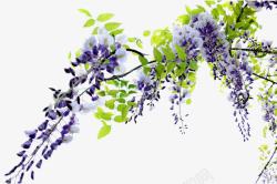 嫩叶背景一架美丽的紫藤高清图片