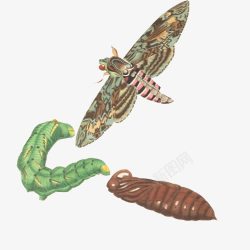 进化过程化茧成蝶手绘画片高清图片