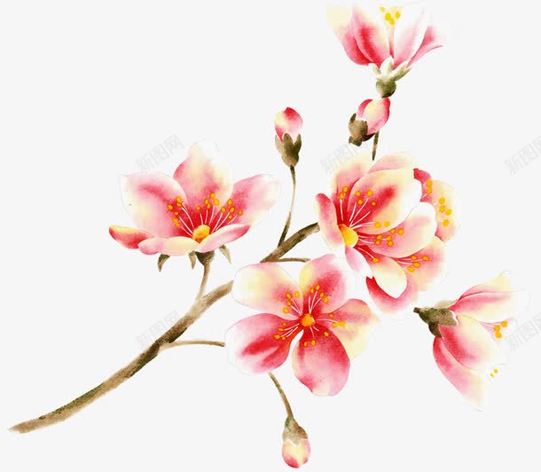 国风手绘木棉花png免抠素材_新图网 https://ixintu.com 富贵的 手绘的 木棉花 木棉花手绘 木棉花树 漂亮的 粉红色的 装饰花朵