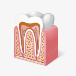 人体内部结构牙齿高清图片