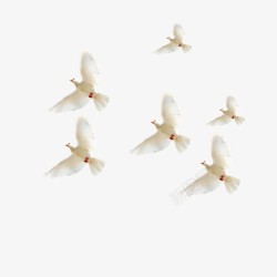 飞行的6只白鸽和信鸽素材