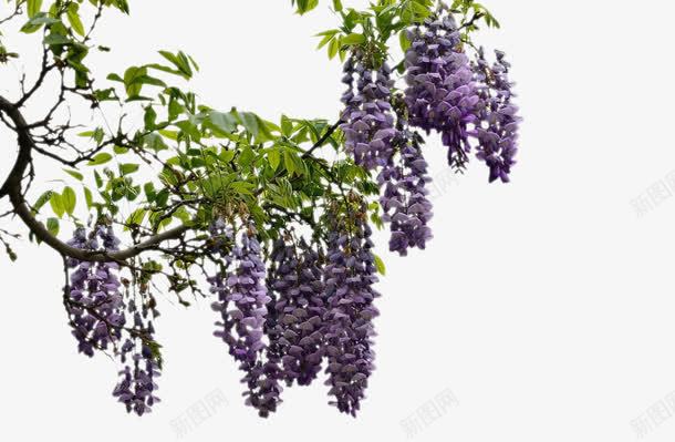 一串串的紫藤花png图片免费下载 素材7xsuqvujp 新图网 一串串的紫藤花png图片免费下载 素材7xsuqvujp 新图网